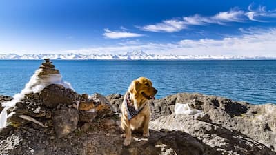 Adestramento de Golden Retriever: guia completo