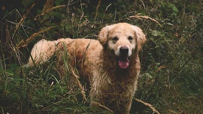 Banho e tosa em Golden Retriever: cuidados essenciais