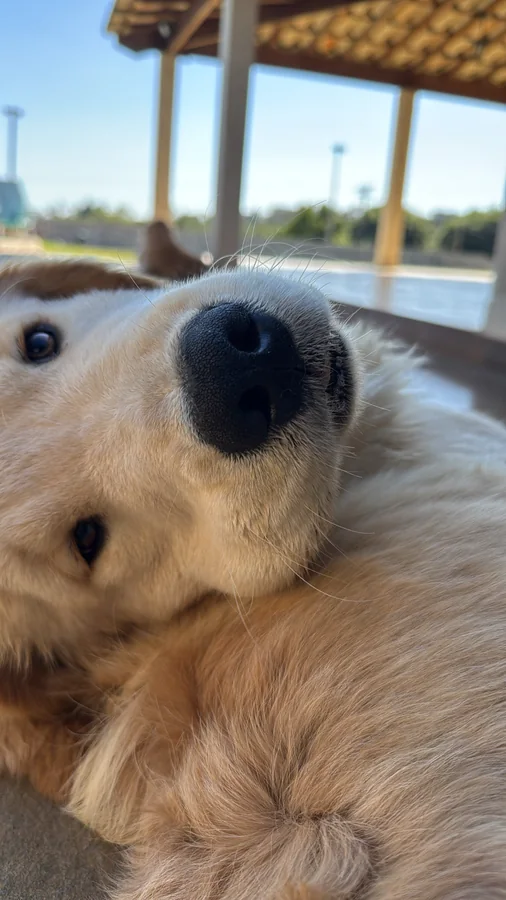 Alimentação ideal para Golden Retriever: guia completo por fase
