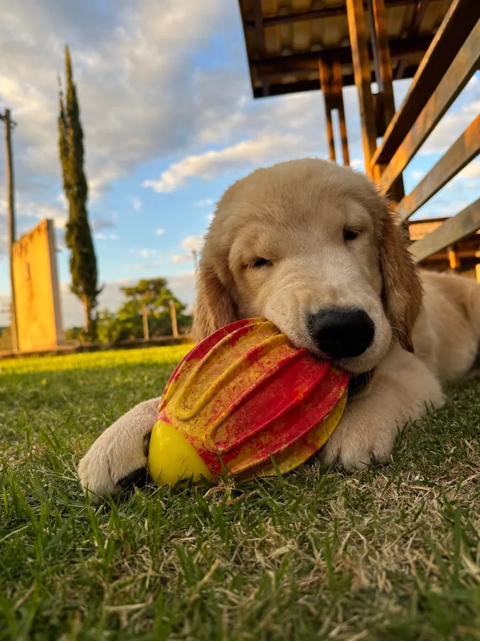 Creche para cachorros: por que seu pet precisa