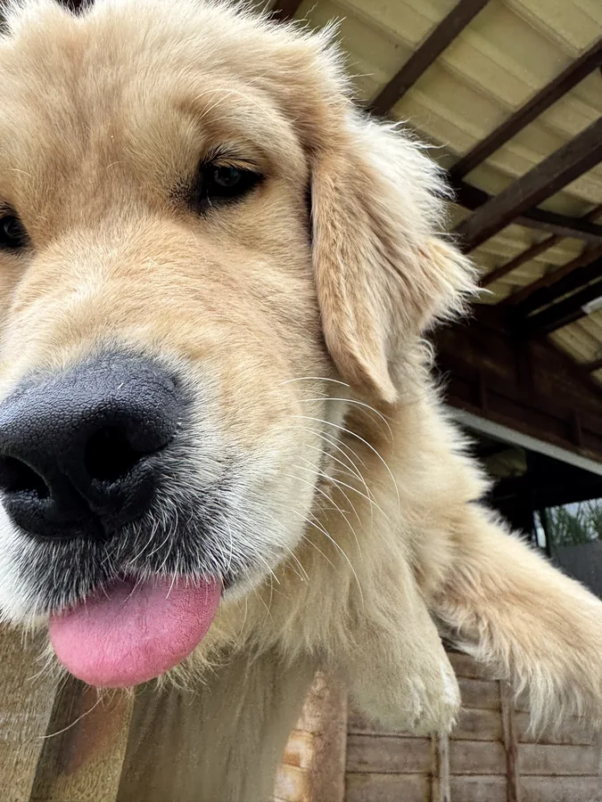 7 Doenças Silenciosas em Golden Retriever que Todo Tutor Precisa Conhecer