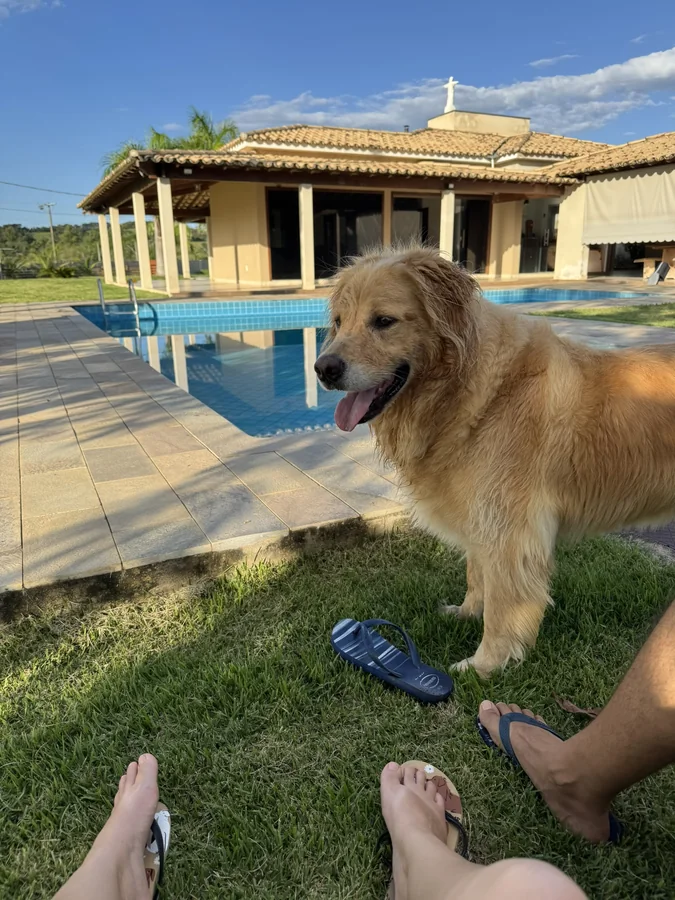 Canil de Golden Retriever em Minas Gerais: Conheça o Goldens da Chácara
