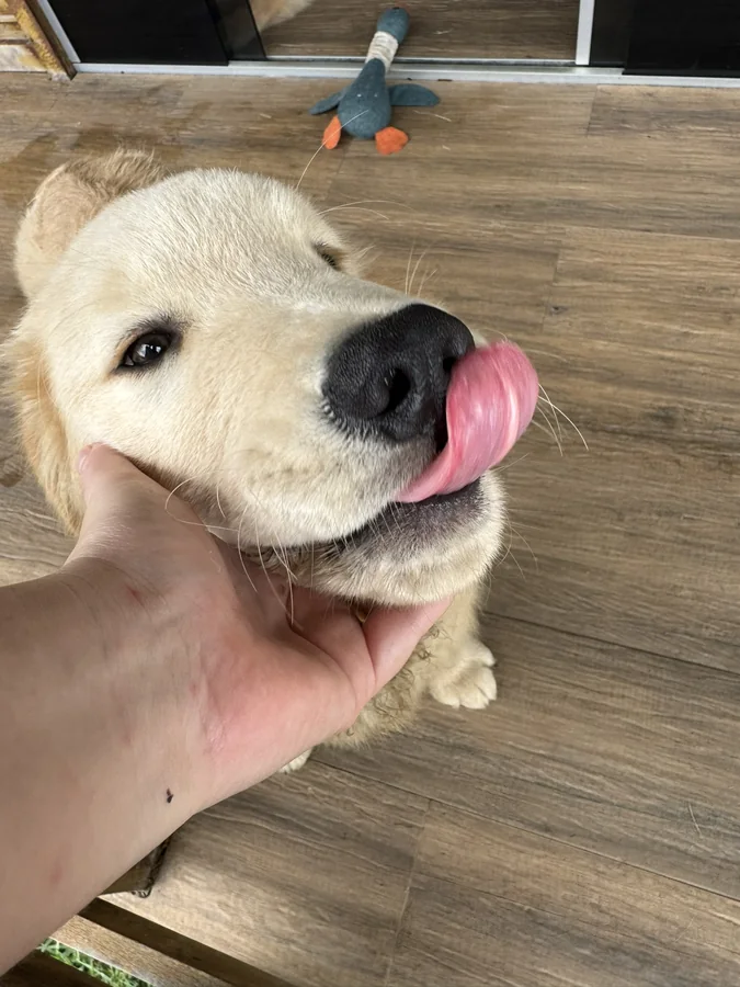 Como limpar a boca do seu cachorro: cuidados essenciais