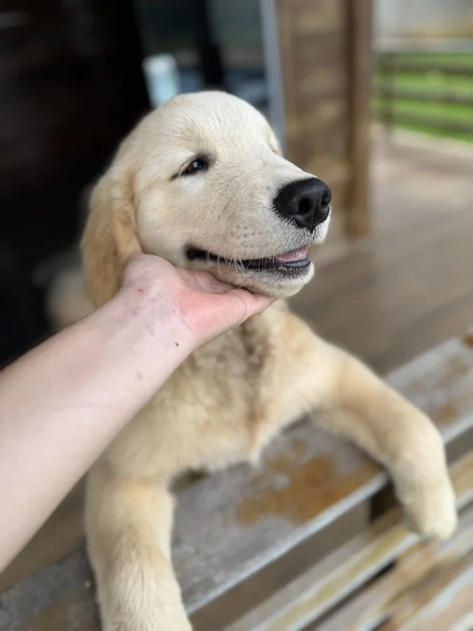 Saúde e prevenção em Golden Retrievers