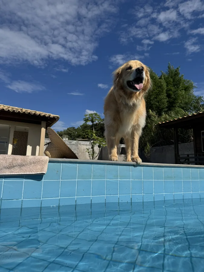 Exercises and Activities for Golden Retrievers