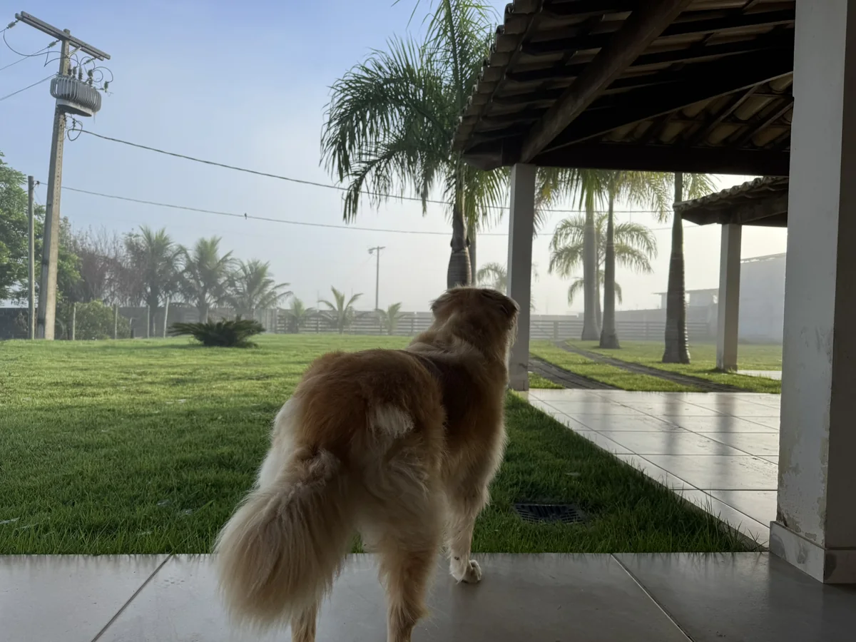 Como escolher o melhor hotel para seu cachorro