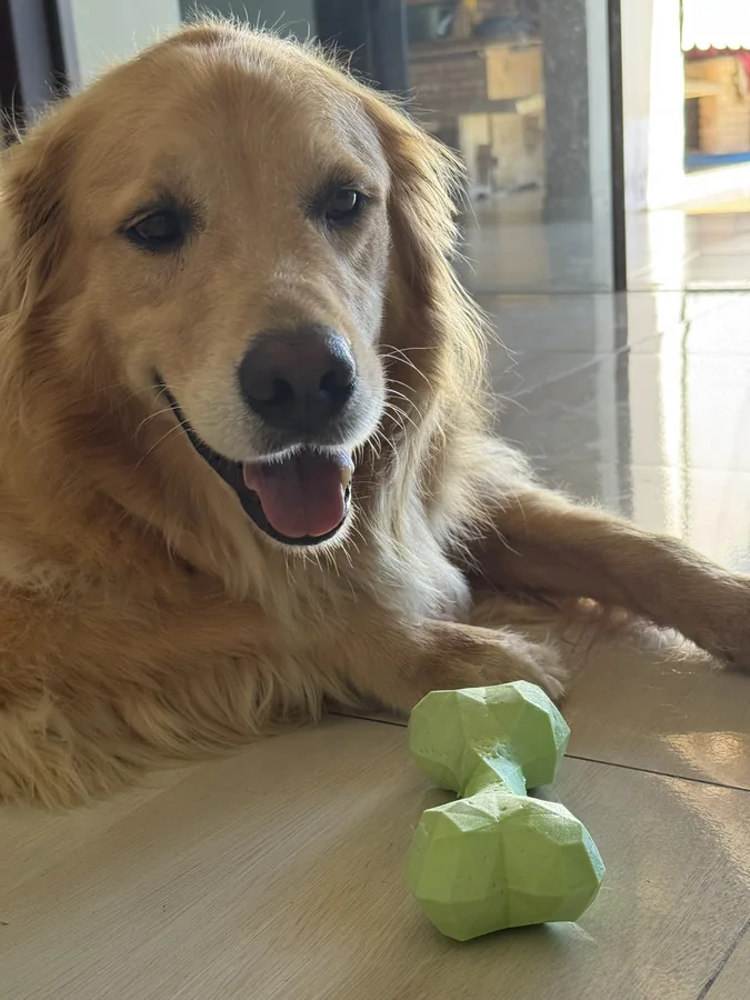 Golden Retriever Training: complete guide