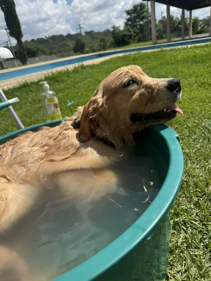 Banho e tosa em Golden Retriever: cuidados essenciais