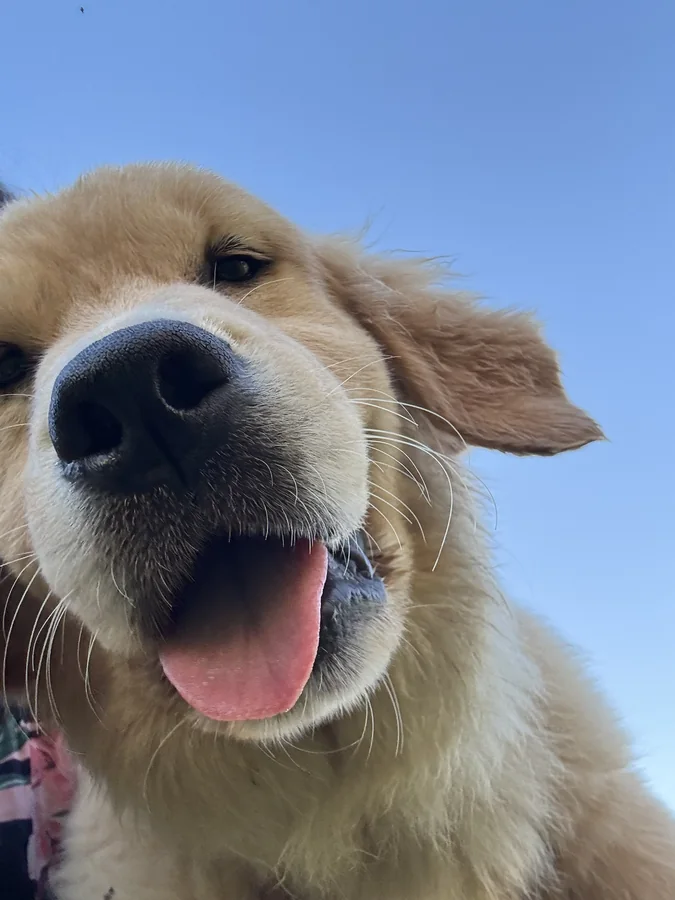 Sinais de que seu cão precisa de um hotel canino