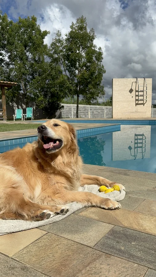 Diferença entre hotel canino e creche para cães
