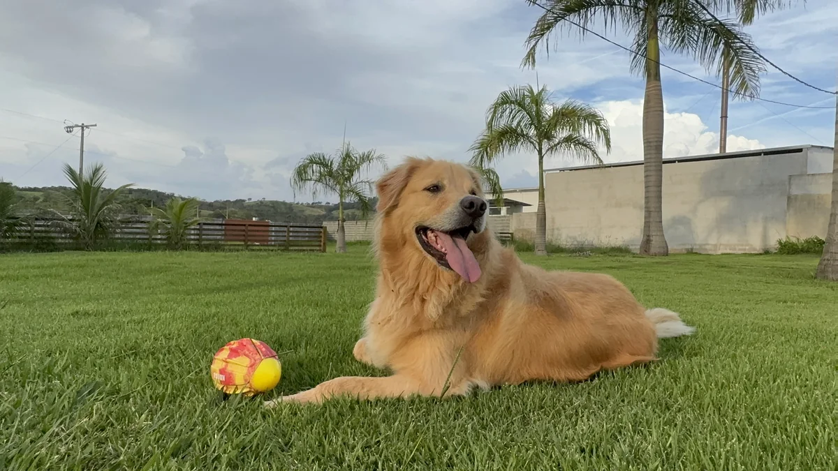 Temperamento e personalidade do Golden Retriever