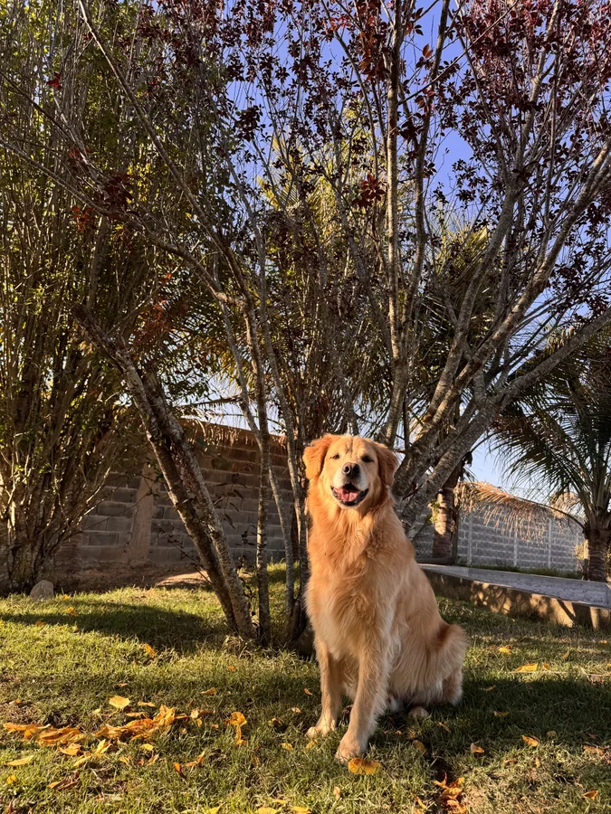 Displasia coxofemoral em cães: guia completo para entender, prevenir e cuidar
