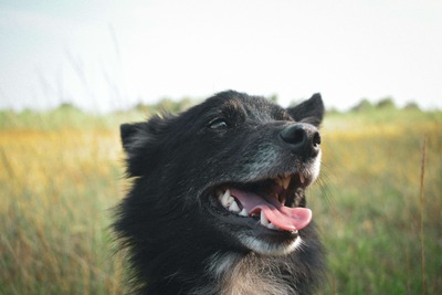 Como escolher o melhor hotel para seu cachorro