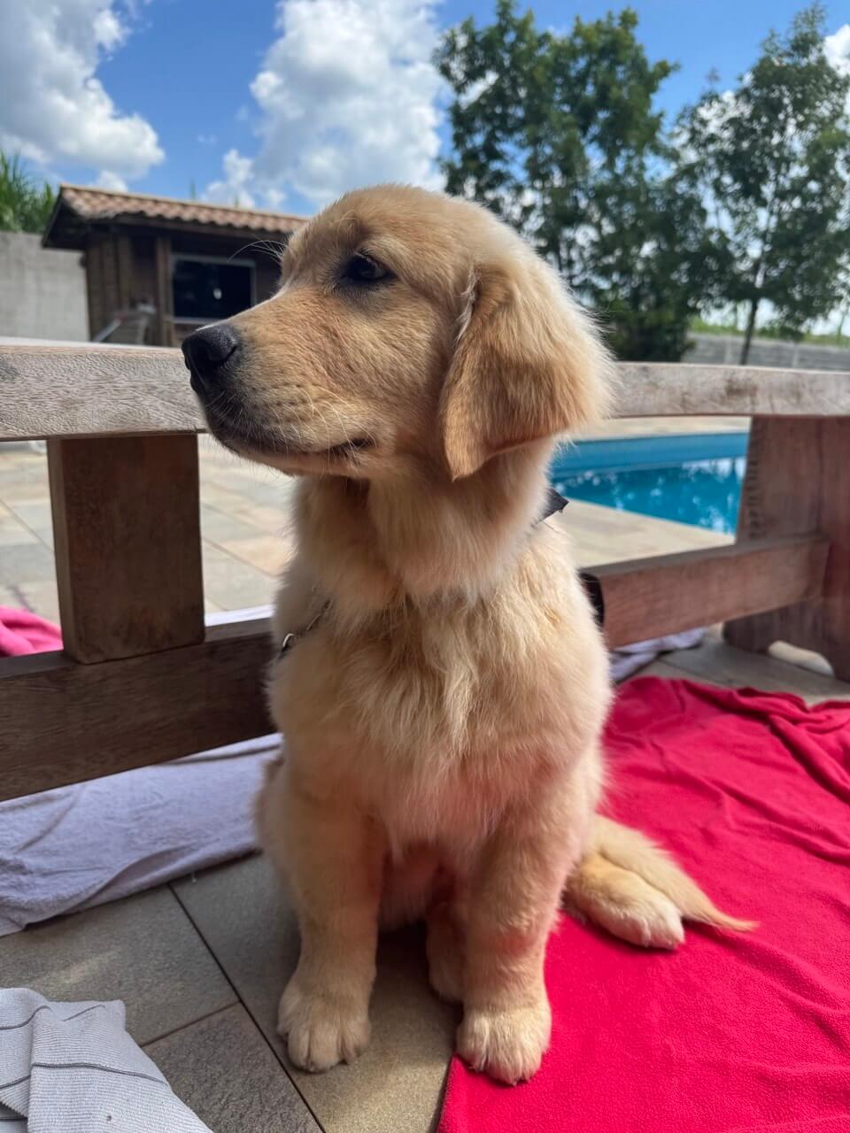Golden Retriever em ambiente familiar no Goldens da Chácara