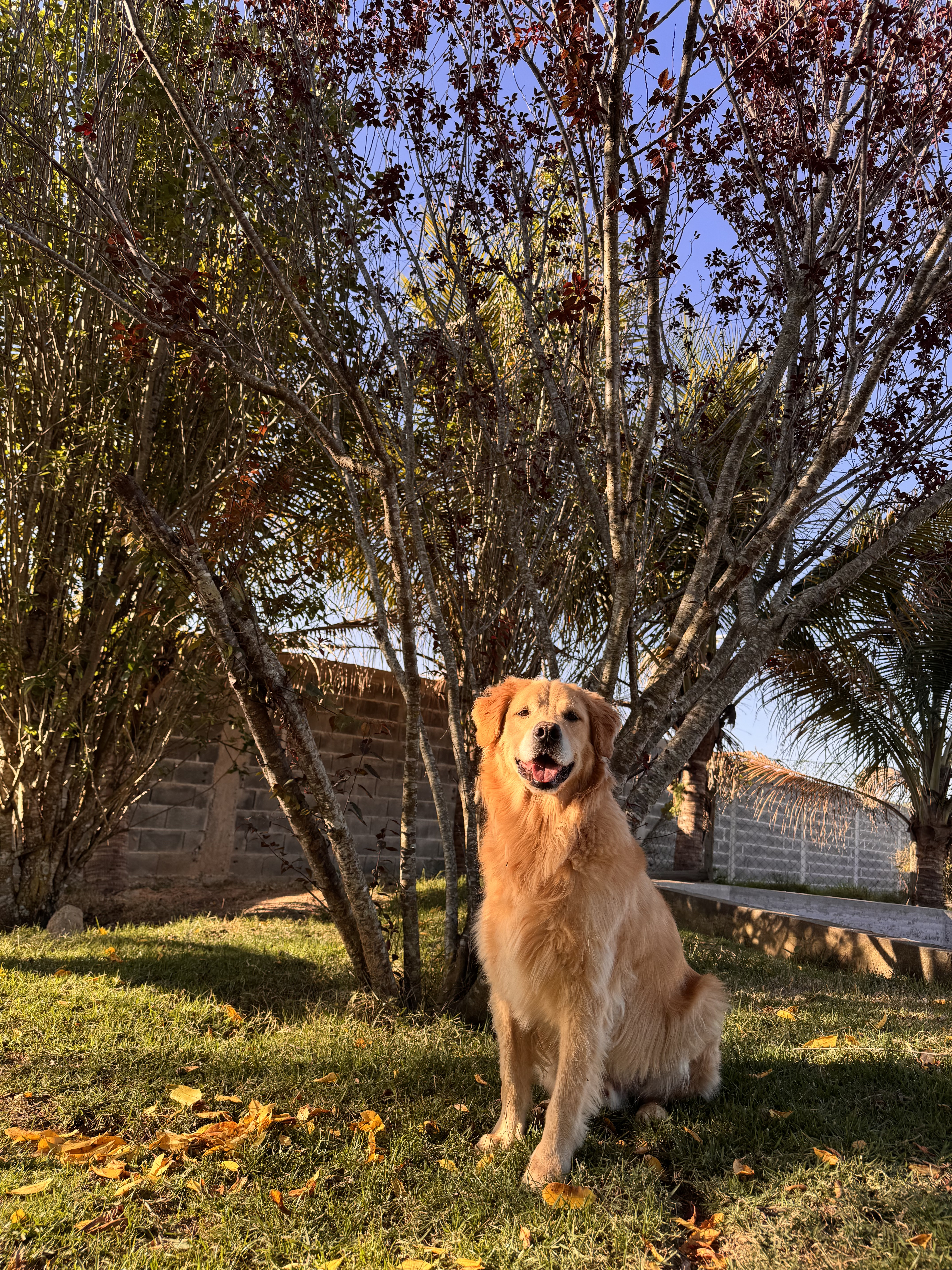 Goldens da Chácara